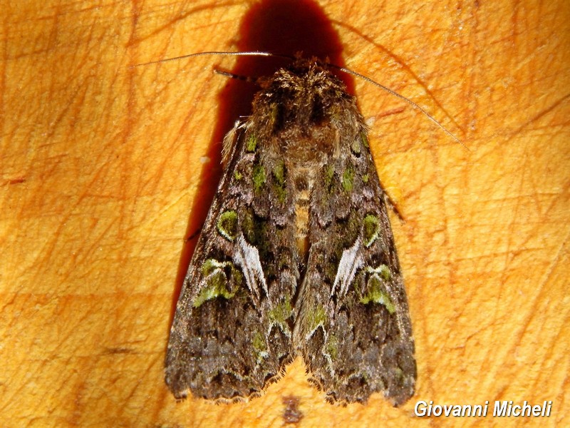 Trachea atriplicis Noctuidae